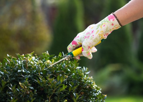 A close-up view of a gardener's hand wearing a floral-patterned gardening glove, using pruning shears to trim a dense, green shrub in a well-maintained outdoor garden. The shrub has small, glossy dark green leaves, and the background features blurred trees and a soft, natural light, suggesting a mild weather day. The garden layout shows neatly arranged plantings with a grass lawn visible in the distance, indicating a landscaped yard typical of a residential property in Blackheath. This scene illustrates detailed outdoor maintenance work that a professional landscaper from Landscapers Blackheath might undertake as part of garden shaping or hedge management services, contributing to the overall aesthetic and health of the garden environment in the local area.