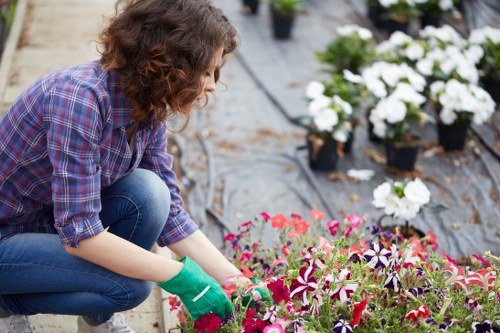 A gardener with curly brown hair, wearing a blue and purple plaid shirt, blue jeans, and green gardening gloves, is kneeling in a well-maintained garden. She is planting or tending to a vibrant bed of pink and purple flowers in the foreground, with her hands carefully working amongst the plants. Behind her, there are several rows of potted white flowering plants arranged on black landscaping fabric or ground cover, suggesting a nursery or landscaped garden area. The background shows more greenery and garden elements, indicating an outdoor space prepared for gardening or landscaping services in the Blackheath area. The scene is outdoors under natural daylight, with no visible weather effects, highlighting the healthy, lush foliage and well-organized planting beds, consistent with professional gardening activities by Landscapers Blackheath.