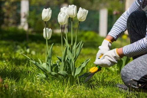 A gardener's hands, wearing white gloves, are using pruning shears to trim a small shrub or plant in a well-maintained garden with a lush, green lawn and a border of blooming white tulips. The scene is set outdoors on a bright day, with an evenly mowed grassy area in the foreground and a background featuring a hedge and trees. The garden appears neat and tidy, reflecting regular outdoor maintenance typical of a landscaped outdoor space in Blackheath, with natural tones of green, white, and yellow. The gardener's striped sleeves are visible, emphasizing careful pruning work, supporting professional gardening and landscaping services offered by Landscapers Blackheath.