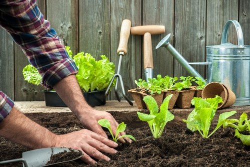 This image shows a person planting young vegetable seedlings in a garden bed with rich, dark soil, situated outdoors in a backyard or landscaped garden. The individual, wearing a plaid shirt, is carefully positioning the plants, suggesting ongoing garden planting or maintenance work. In the background, there are gardening tools such as a small hand trowel, a watering can, and additional plant trays, indicating active gardening activities. The garden bed contains lush, green lettuce or similar leafy greens, arranged in a neat row, with surrounding garden elements including a wooden fence and a variety of garden tools, all indicating a well-maintained outdoor space. The setting appears to be a typical gardening environment within Blackheath or nearby in London, demonstrating practical plant cultivation techniques. This scene emphasizes the importance of garden upkeep and planting, fitting within the scope of professional gardening and landscaping services offered by Landscapers Blackheath, illustrating the natural connection between outdoor gardening work and landscape improvement.