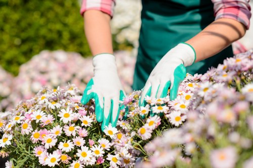 The image shows a person wearing white gardening gloves tending to a vibrant flower bed filled with pink and white daisies in a landscaped outdoor garden space. The individual, dressed in a green apron and a checked shirt with rolled-up sleeves, is carefully planting or weeding among the densely packed flowers, with their hands gently handling the plants. The flower bed is situated on a well-maintained lawn with lush green grass surrounding the border, and in the background, there are neatly trimmed hedges and trees that provide a sense of order and natural beauty typical of residential gardens in Blackheath. The scene is illuminated by natural sunlight, suggesting a clear, bright day ideal for gardening activities, reflecting a focus on lawn care, flower bed maintenance, and outdoor landscape management which are core aspects of professional gardening services provided by companies like Landscapers Blackheath.
