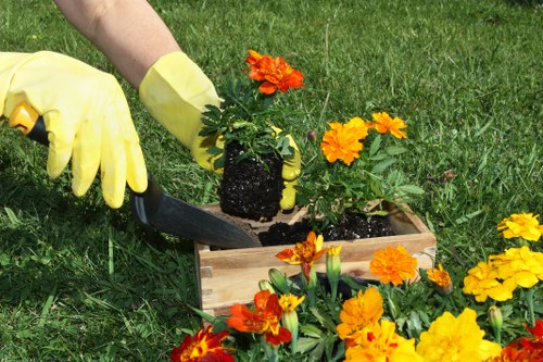 A person wearing yellow gardening gloves is planting a vibrant orange flowering plant into a wooden planter box situated on a well-maintained, lush green lawn. Surrounding the planter are additional flowering plants with bright orange and yellow blooms, creating a colorful and inviting garden scene. In the background, the neatly mowed grass extends outward, with defined edges along flower beds and the planter. The outdoor environment appears bright and sunny, highlighting the natural tones of the plants and soil, indicative of a typical healthy garden space in Blackheath. The scene reflects careful gardening and planting activities, supporting landscape and garden maintenance services offered by Landscapers Blackheath in the area, demonstrating attention to detail in garden aesthetics and outdoor care.