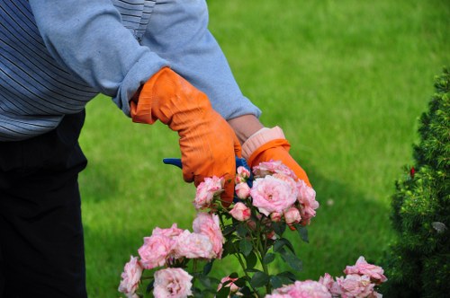 A person wearing orange gardening gloves and a grey long-sleeved shirt is tending to a garden bed with pink roses in full bloom. The garden features a well-maintained green lawn in the background, with a neatly edged flower bed bordered by dark leafy shrubs. The scene captures the outdoor environment on a bright day, with natural sunlight illuminating the vibrant colours of the flowers and lush foliage. This setting showcases typical elements of residential gardening and outdoor landscaping, illustrating plant care and maintenance activities associated with professional gardening services in Blackheath and surrounding areas.