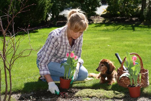 A woman with blonde hair, dressed in a plaid shirt and light blue jeans, is kneeling on a well-maintained grassy garden area in Blackheath, England, planting pink tulips into the soil from two small pots. She is wearing gardening gloves and appears focused on her gardening task. The garden features a lush, green lawn extending into the background, bordered by a variety of shrubs and trees that provide shade and natural backdrop. To her right, a small brown puppy is sitting on the grass, attentively watching her work. Nearby, a wicker basket with additional pink tulips and gardening tools rests on the ground. The scene is outdoors during daylight with clear weather, indicating proper garden maintenance and landscaping activity typical of residential outdoor spaces in the area, highlighting services offered by landscapers in Blackheath.