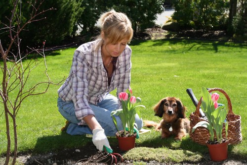 Lush green lawn maintained by Blackheath experts