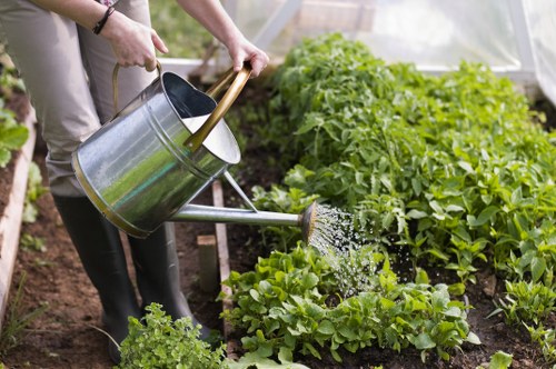 A gardener watering lush, green vegetable plants in a well-maintained backyard garden located in Blackheath, with healthy leafy greens growing in neat rows on dark, moist soil. The garden features a variety of thriving plants, possibly including lettuce and other leafy vegetables, bordered by a garden bed edge, with additional foliage visible in the background. The gardener, dressed in outdoor clothing and rubber boots, uses a metal watering can with a wooden handle to gently water the plants, ensuring they receive adequate moisture in an outdoor environment characterized by natural daylight and mild weather conditions. This scene reflects professional gardening practices typically provided by companies like Landscapers Blackheath, supporting outdoor lawn and garden maintenance, planting, and landscape enhancement services suitable for back gardens and outdoor spaces around the local area.